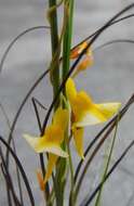 Image of Utricularia prehensilis E. Mey.