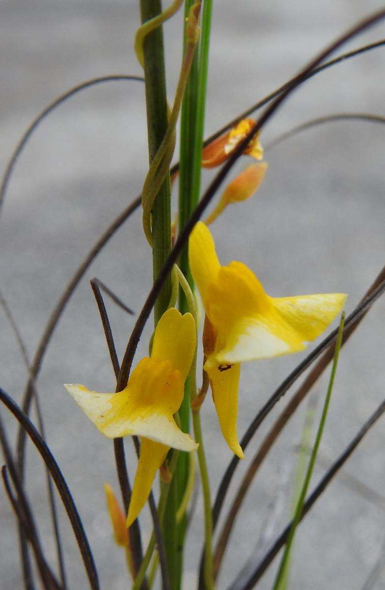 Image of Utricularia prehensilis E. Mey.