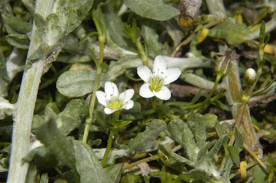 Image of Arenaria bourgaei Hemsl.