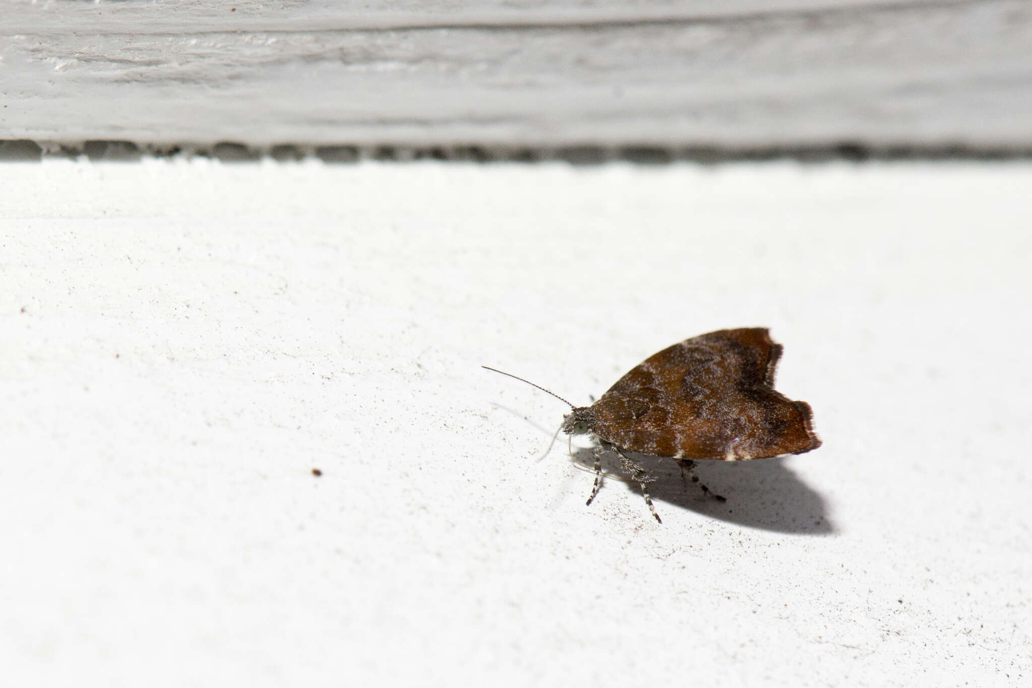 Image of Choreutis yakushimensis