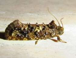 Image of Cresson's Grass-tubeworm Moth