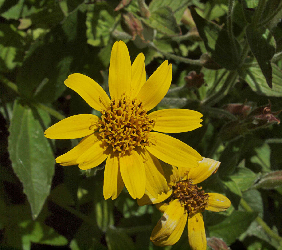 Image of hairy arnica