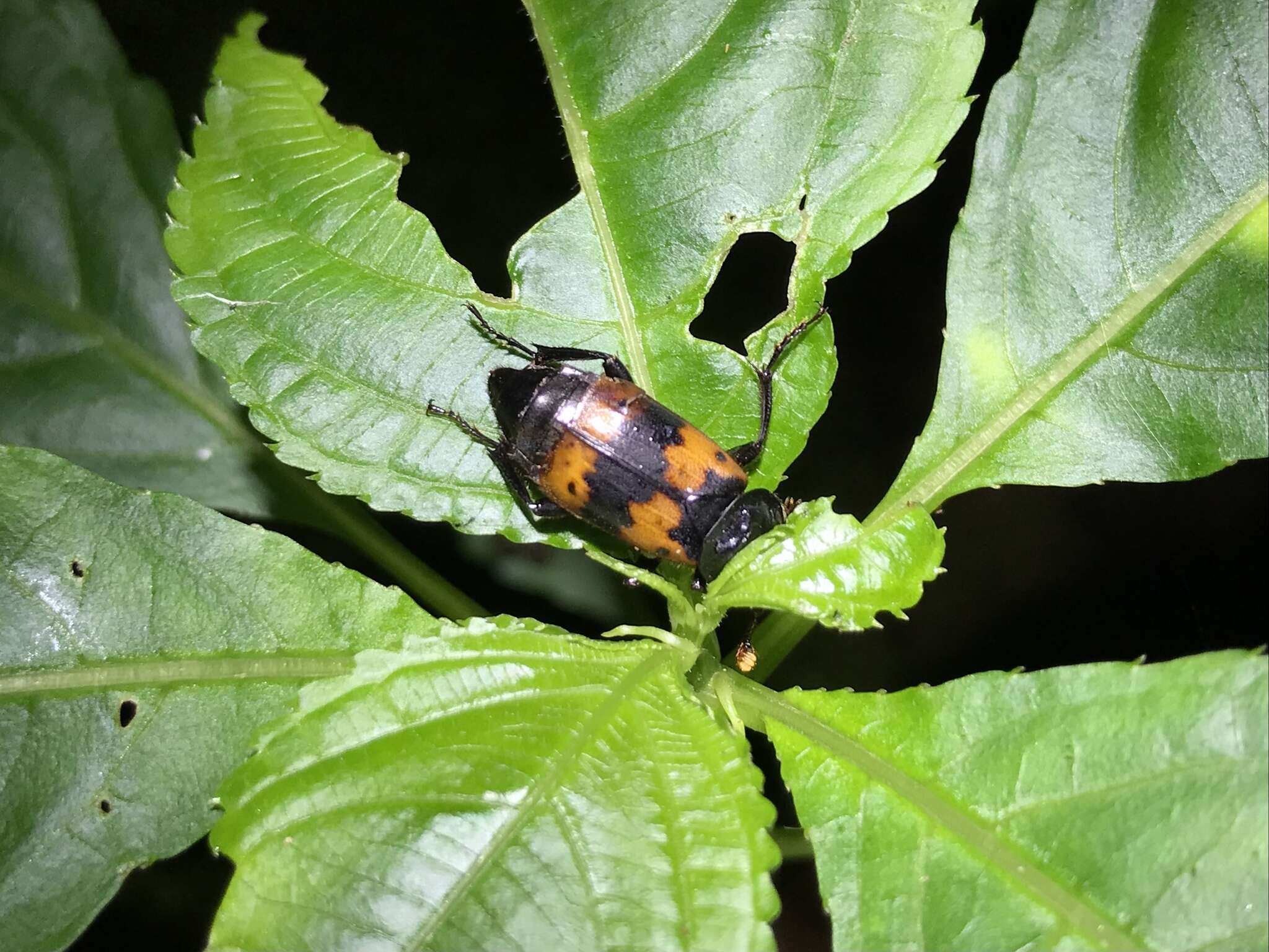 Imagem de Nicrophorus (Nicrophorus) quadripunctatus (Kraatz 1877)