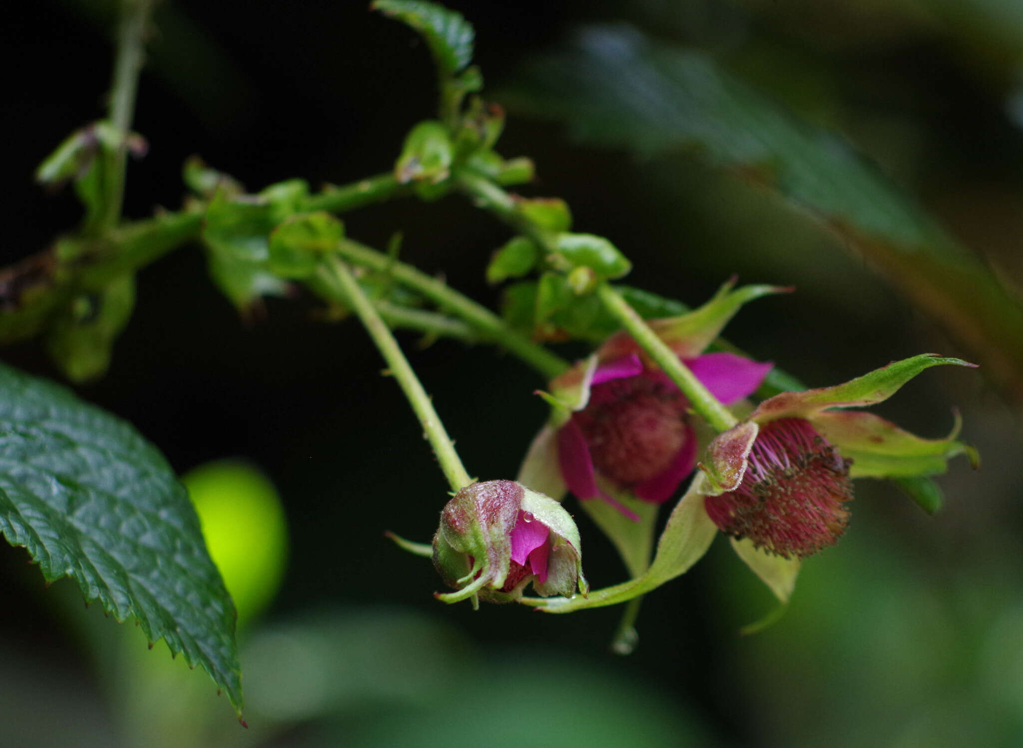 Image of Rubus roseus Poir.