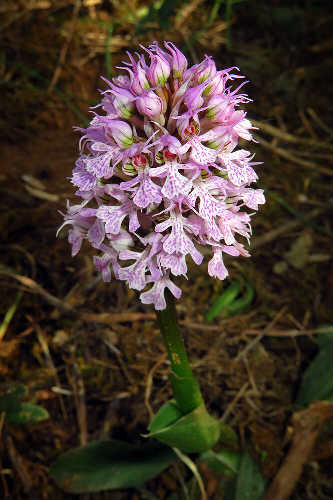 Image of Neotinea tridentata subsp. conica (Willd.) R. M. Bateman, Pridgeon & M. W. Chase