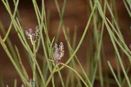 Image of Leptomeria aphylla R. Br.