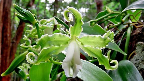 Image of Vanilla parvifolia Barb. Rodr.