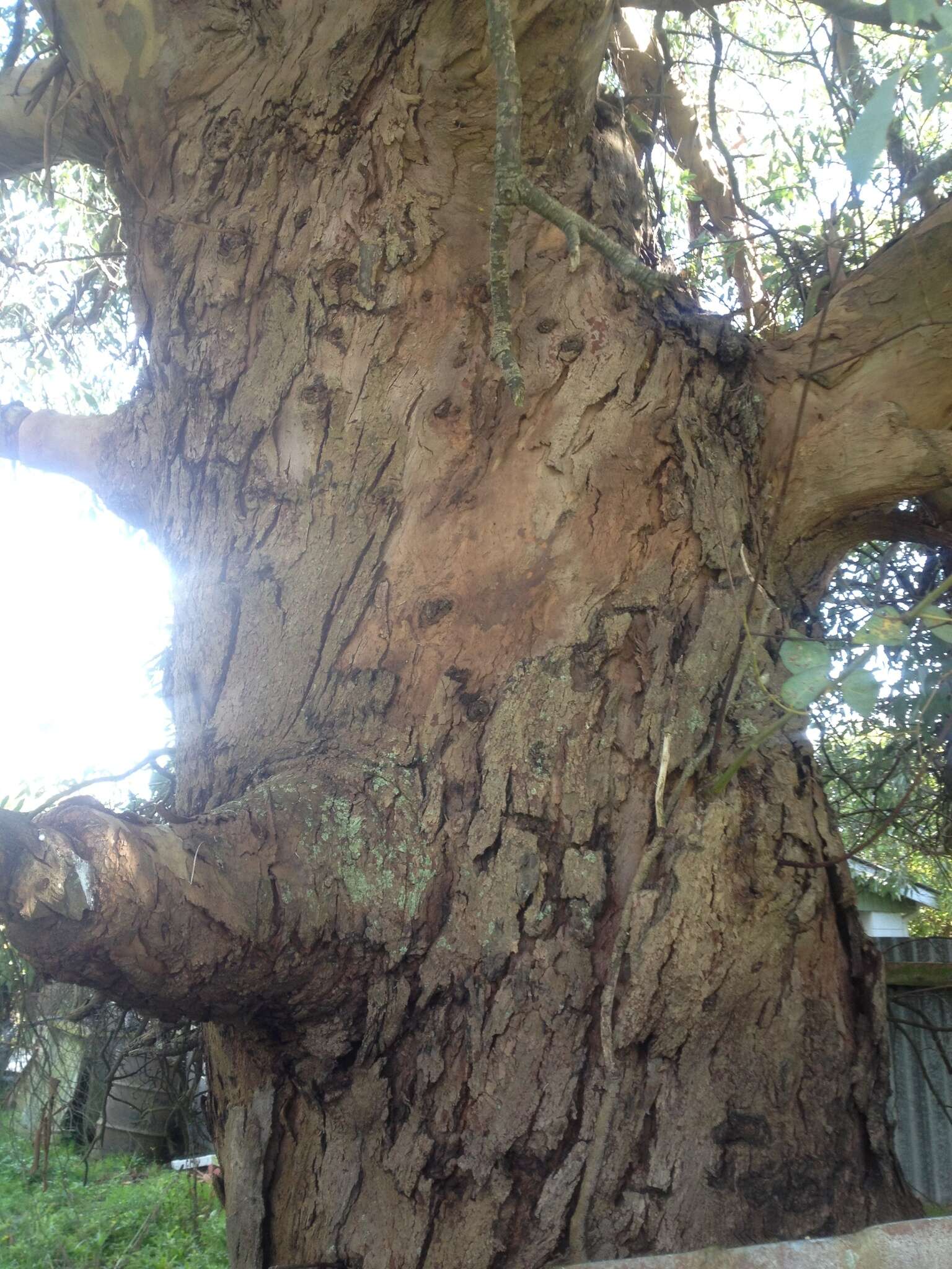 Image of cider gum