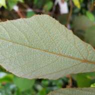 Plancia ëd Ampelocissus elegans (Kurz) Gagnepain