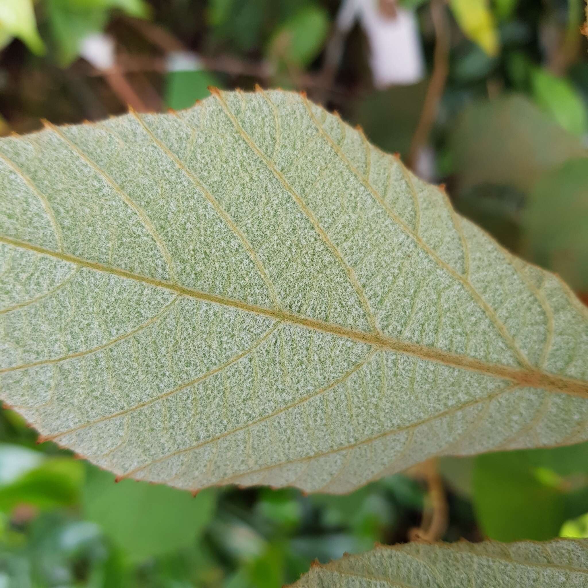 Plancia ëd Ampelocissus elegans (Kurz) Gagnepain