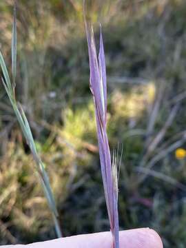 Imagem de Andropogon cretaceus