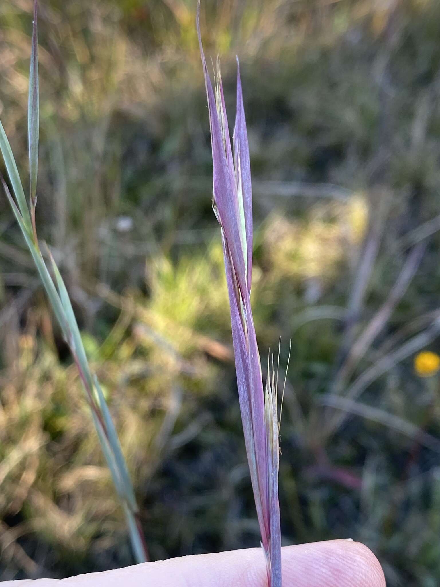 Andropogon cretaceus的圖片