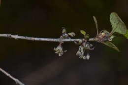 Image of Coprosma tenuicaulis Hook. fil.