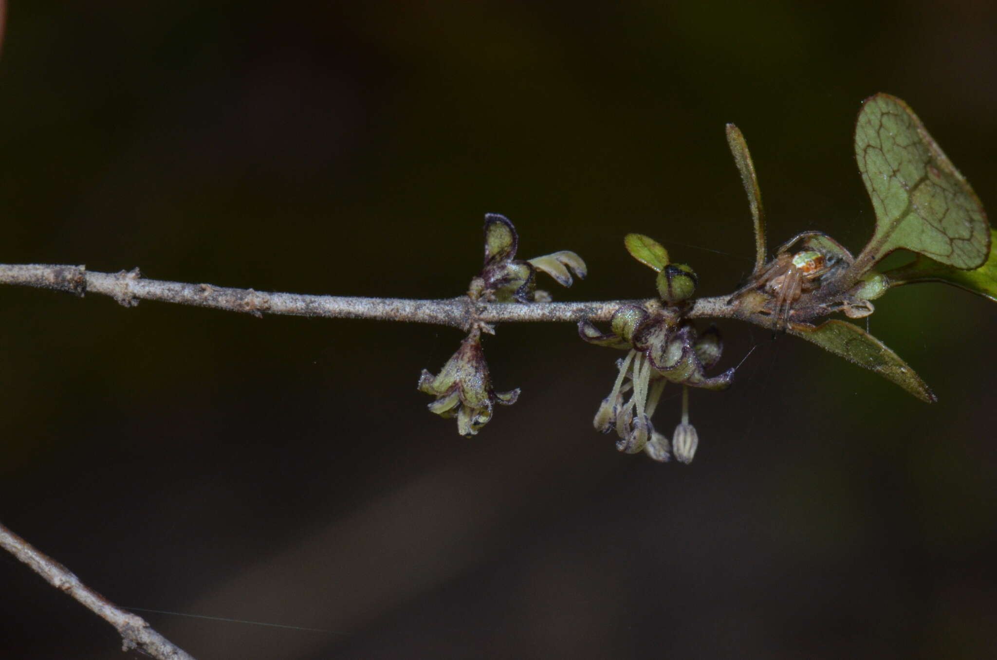 صورة Coprosma tenuicaulis Hook. fil.