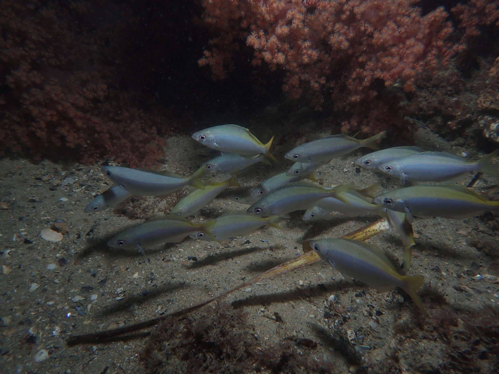 Image of Blowhole perch