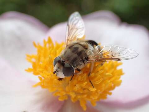 Image of Syrphid fly