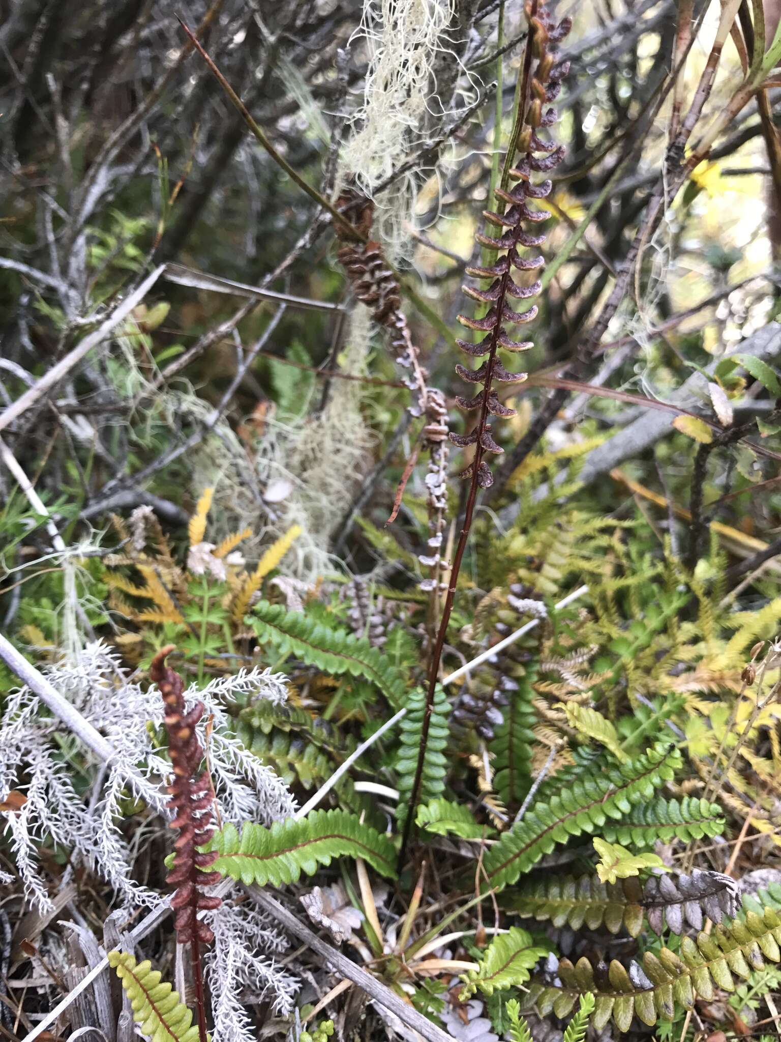 Plancia ëd Austroblechnum penna-marina subsp. alpina (R. Br.)