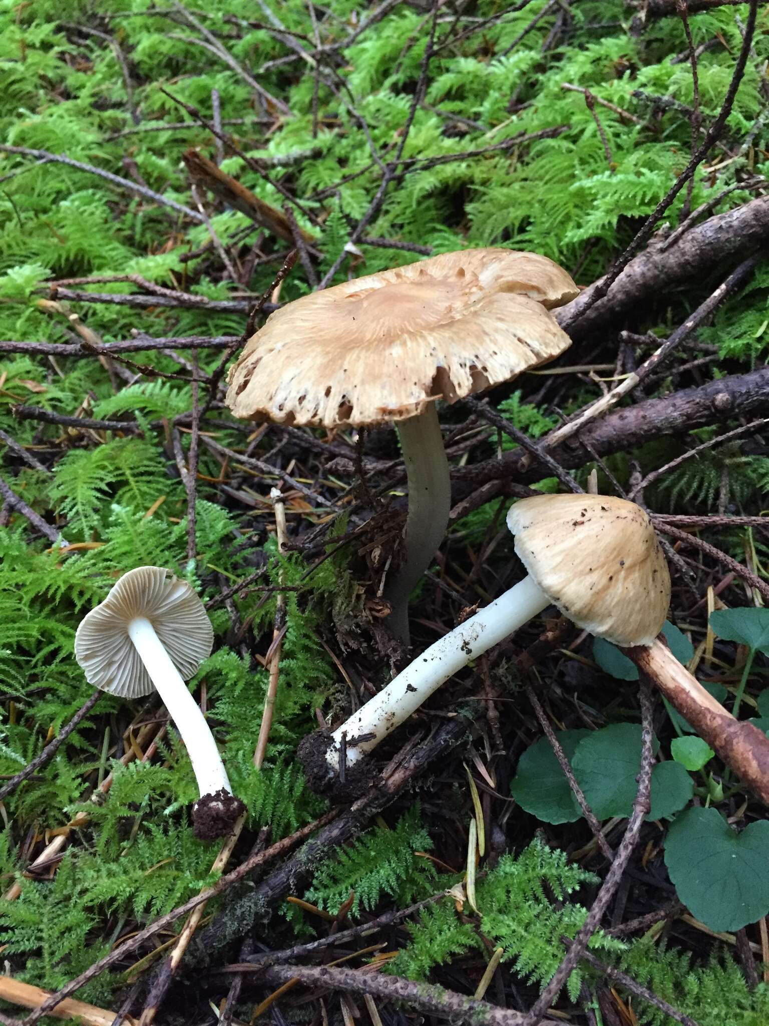 Imagem de Inocybe xanthomelas Boursier & Kühner 1933