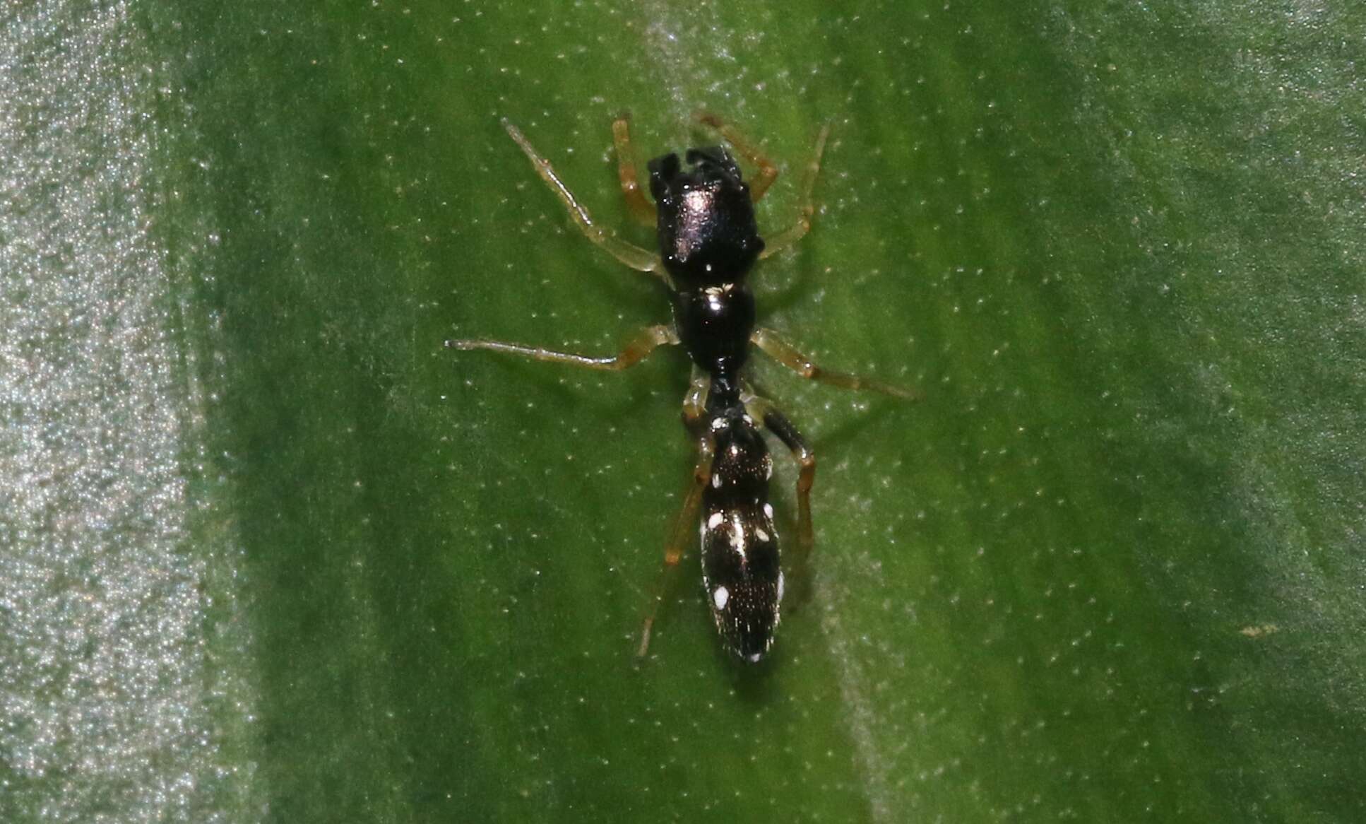 Image of Jumping spider