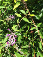 Image de Buddleja lindleyana Fortune ex Lindl.