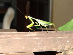 Image of Stagmatoptera supplicaria Burmeister 1838