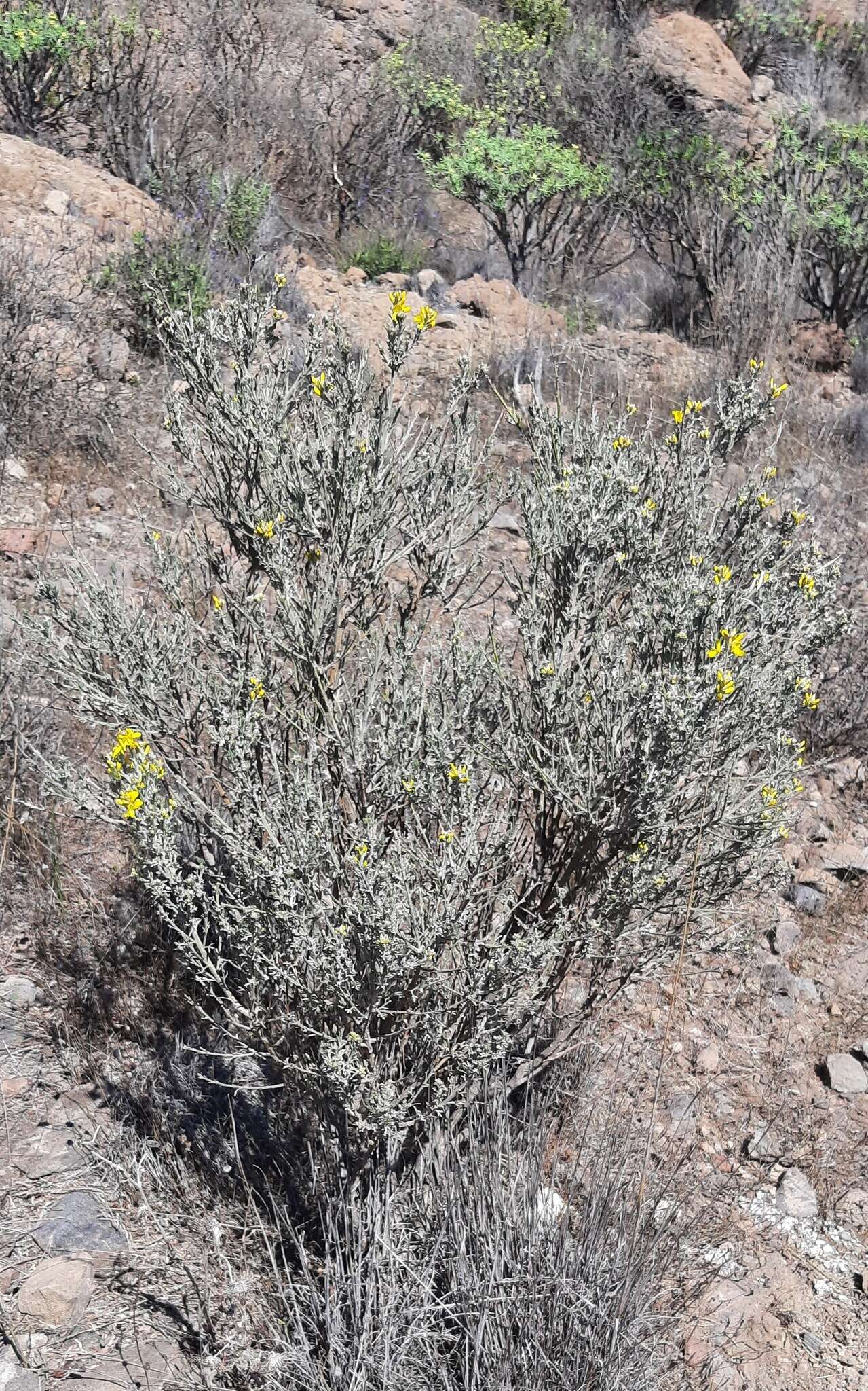 Image of Genista microphylla DC.
