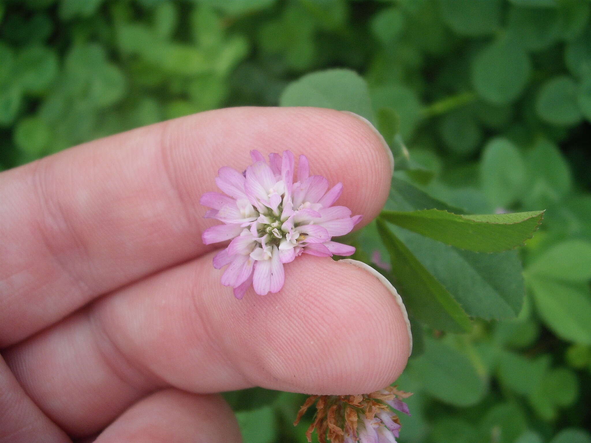 Image of reversed clover