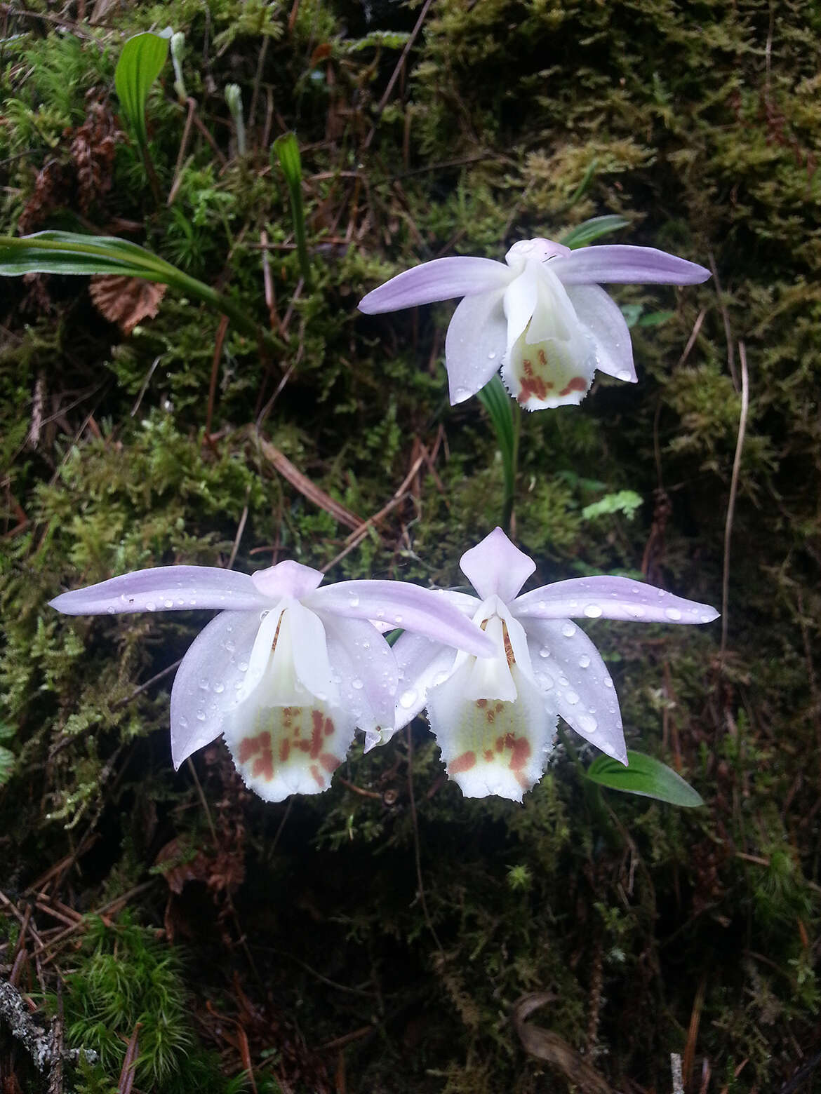 Plancia ëd Pleione hookeriana (Lindl.) Rollisson