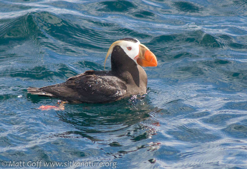 Image of Tufted Puffin