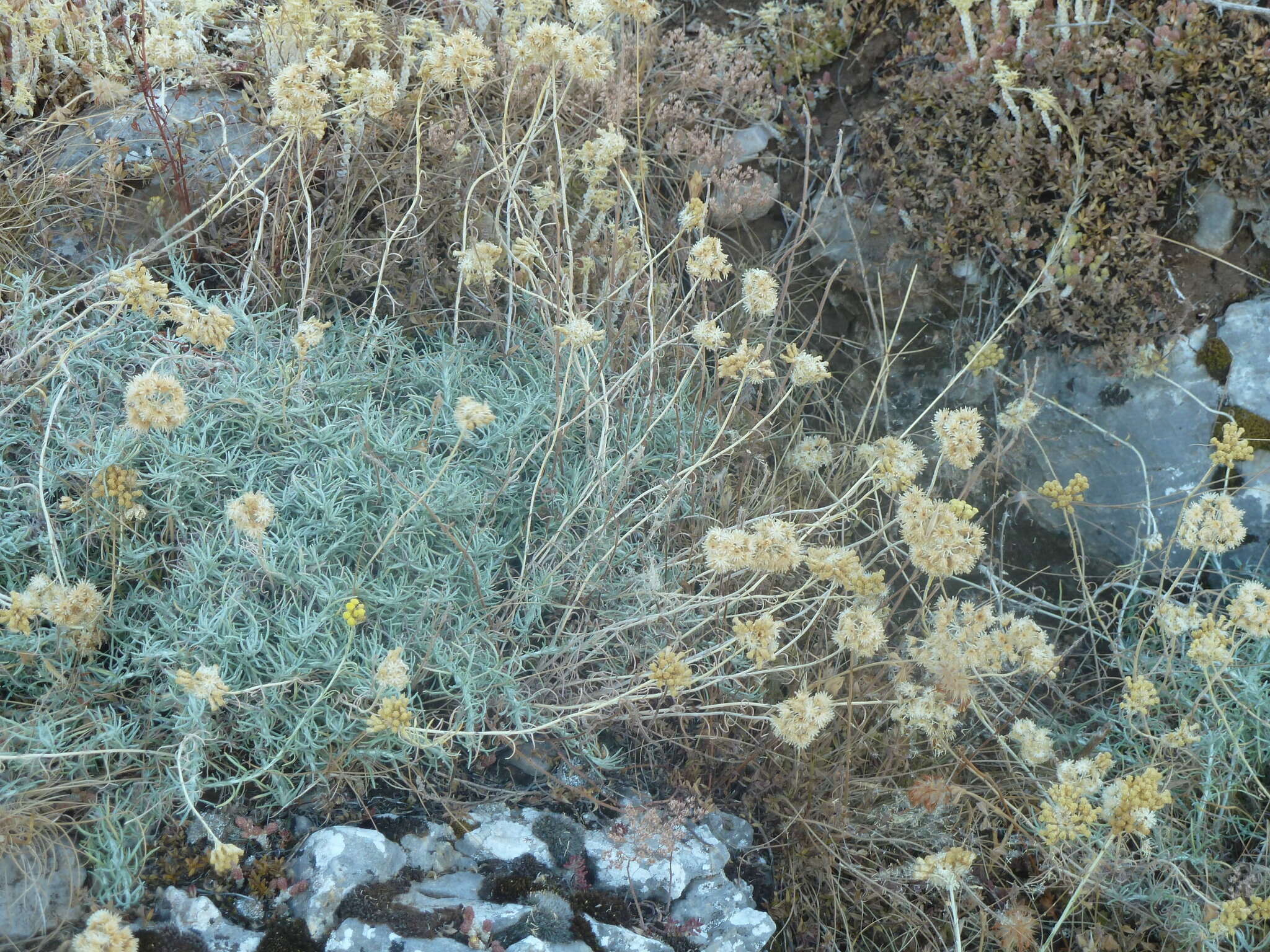 Image of Helichrysum italicum subsp. italicum