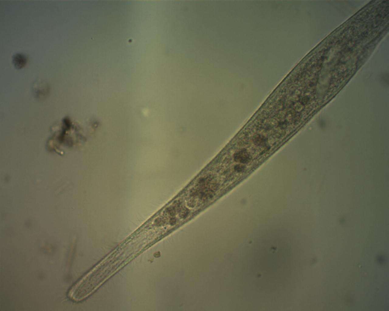 Sivun Spirostomum teres kuva