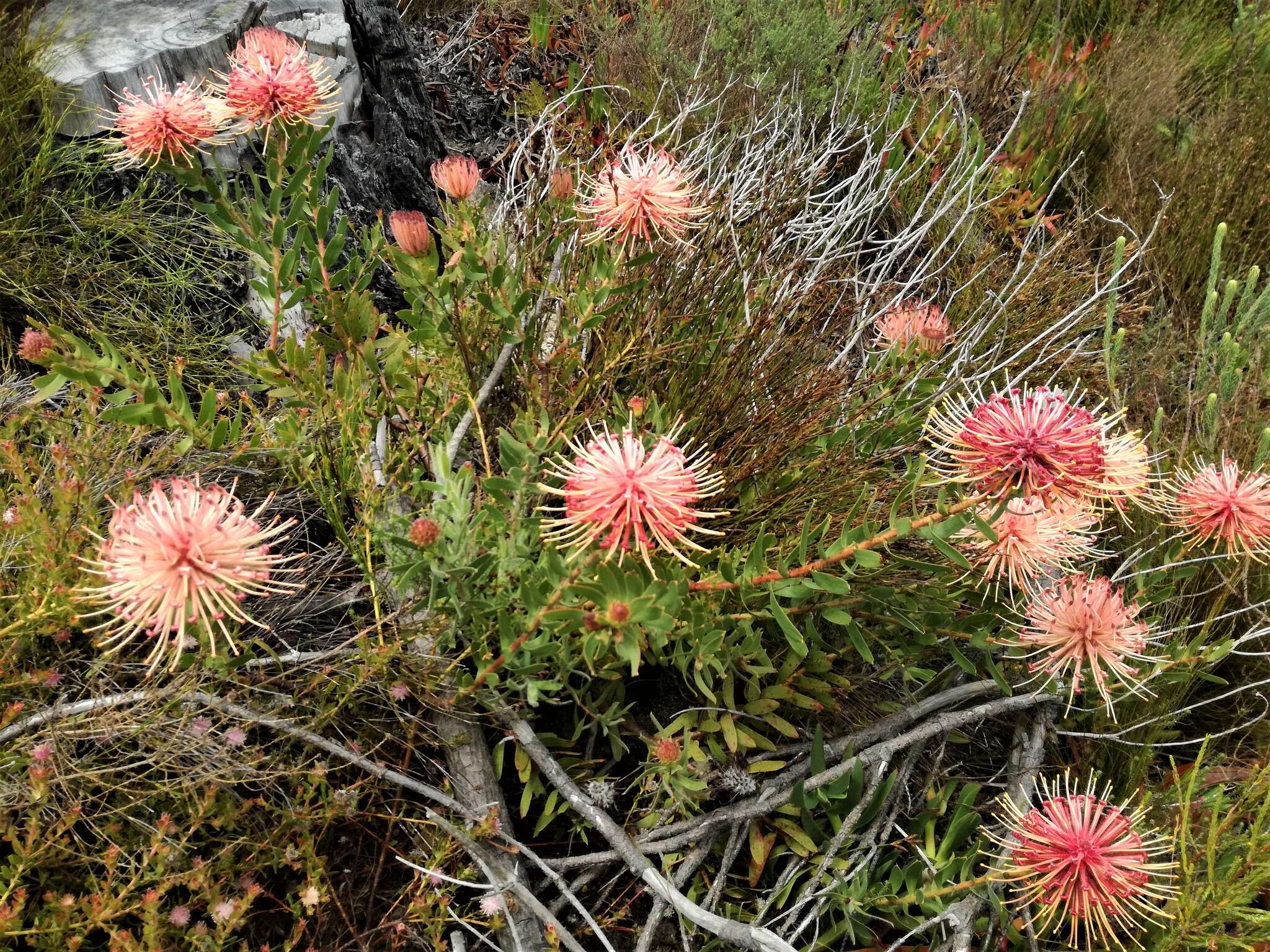 Plancia ëd <i>Leucospermum <i>tottum</i></i> var. tottum