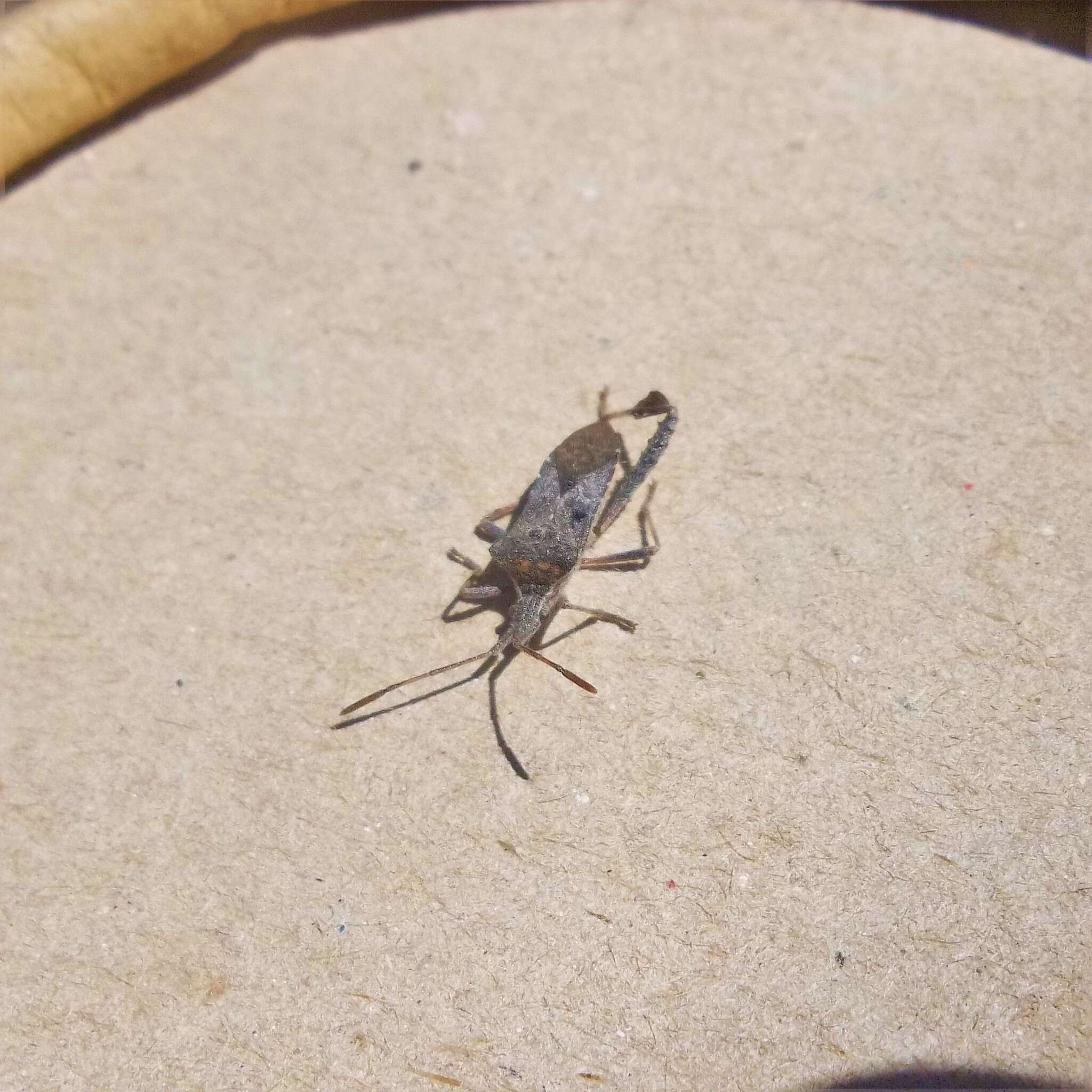 Image of Leaf-footed bug