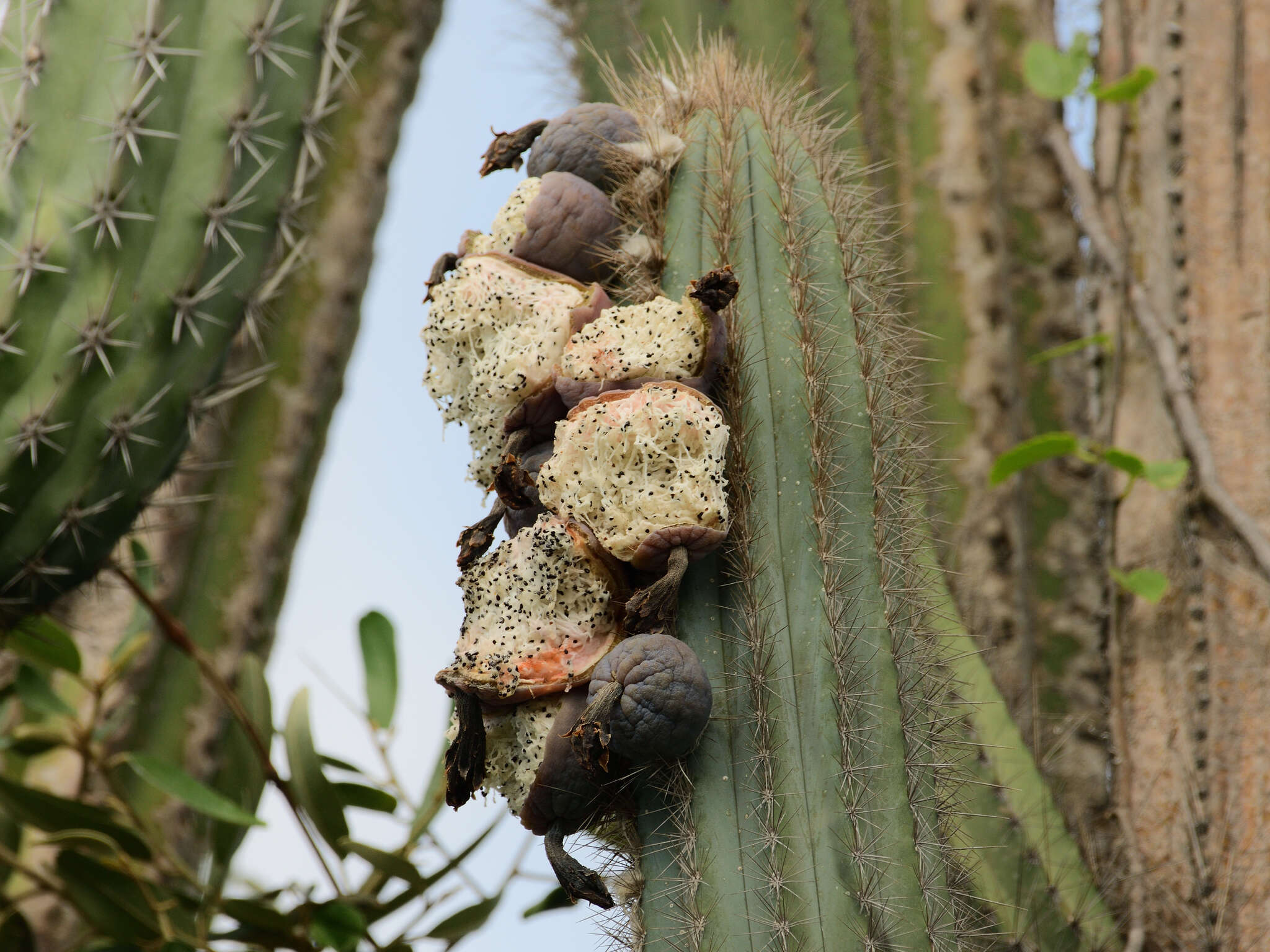 Image of Pilosocereus lanuginosus (L.) Byles & G. D. Rowley