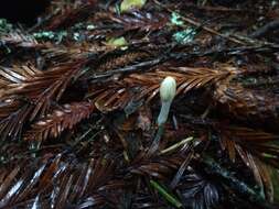 Image of Trichoderma leucopus Jaklitsch 2011