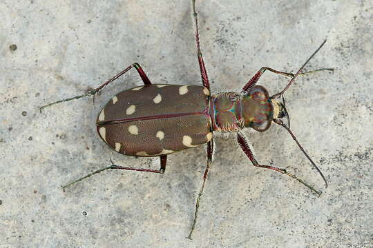 Image de Calomera littoralis conjunctaepustulata