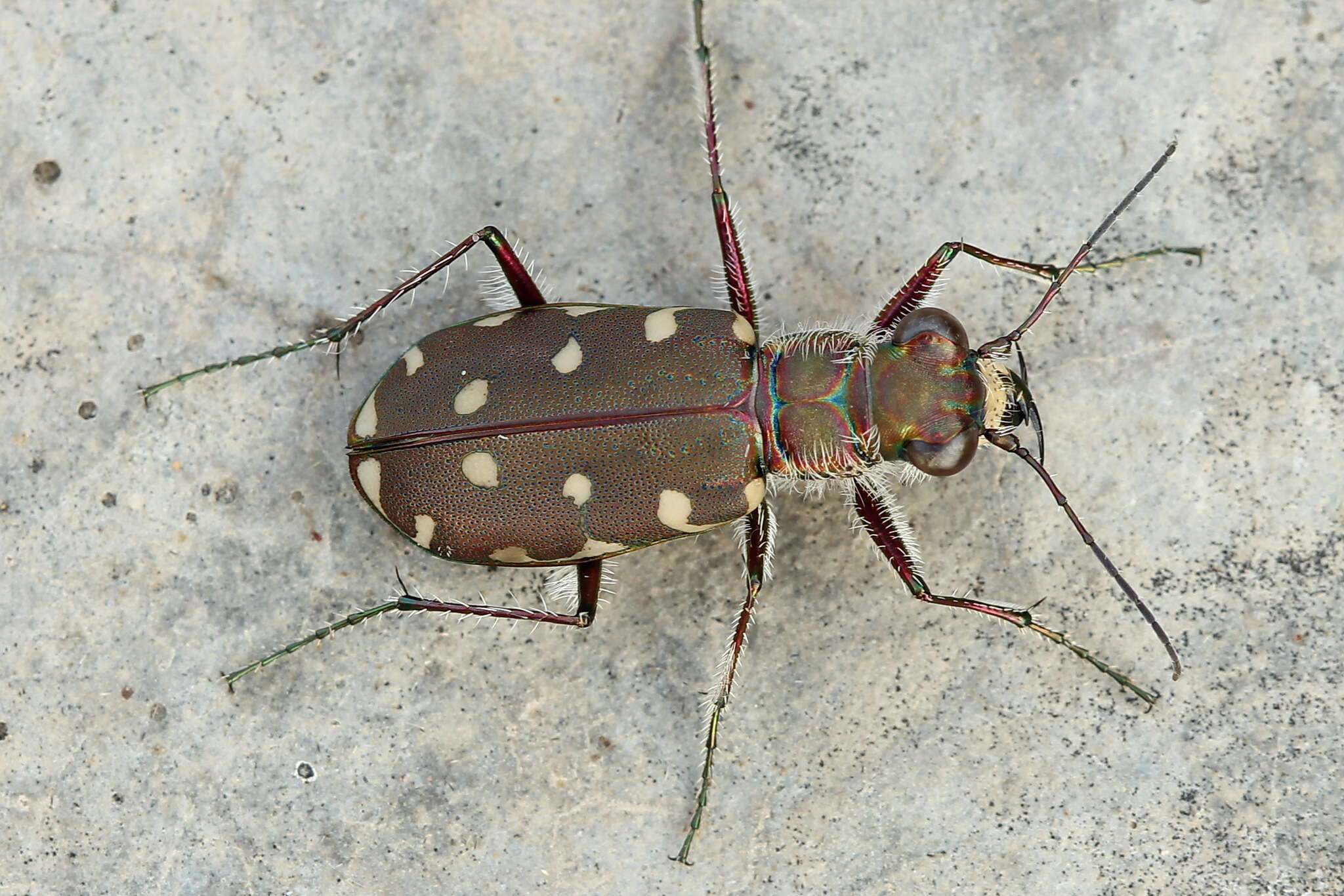 Image of Calomera littoralis conjunctaepustulata