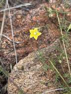 Image of Xenostegia pinnata (Hochst. ex Choisy) A. R. Simões & Staples