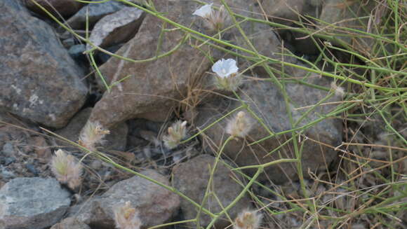 Image of Convolvulus virgatus Boiss.