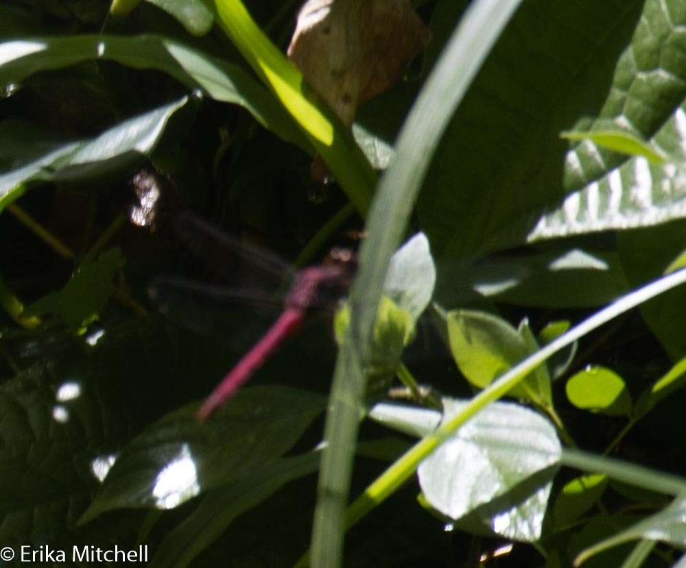 Image of Orthemis macrostigma (Rambur 1842)