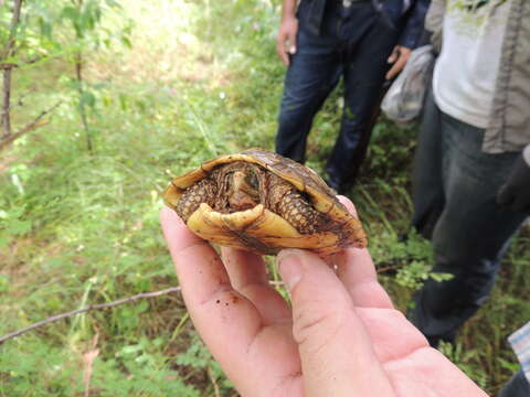 Image of Mexican Spotted Terrapin