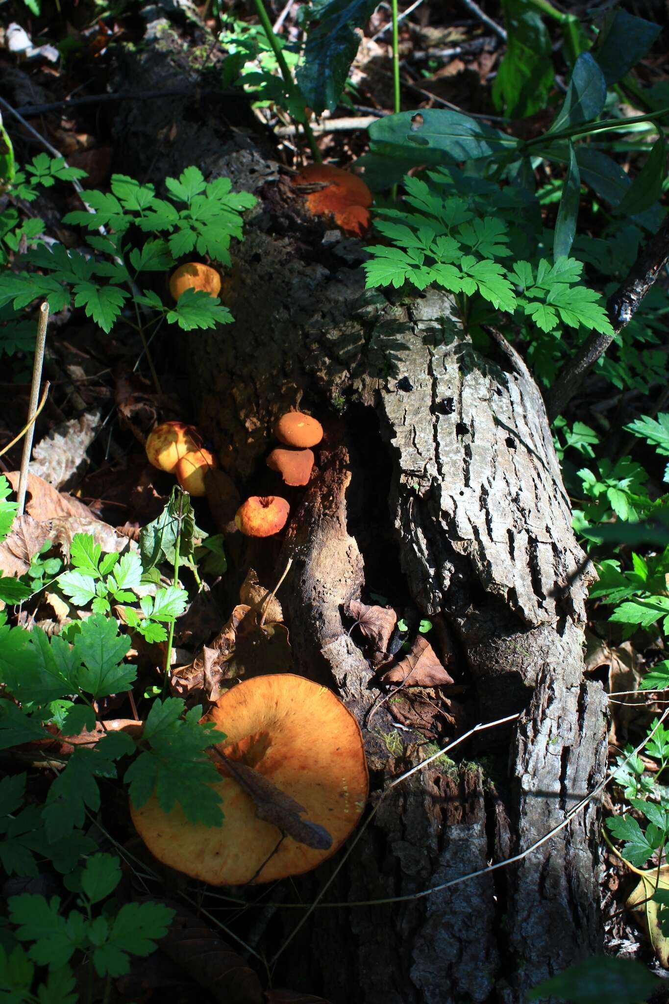 Image of Gymnopilus luteus (Peck) Hesler 1969