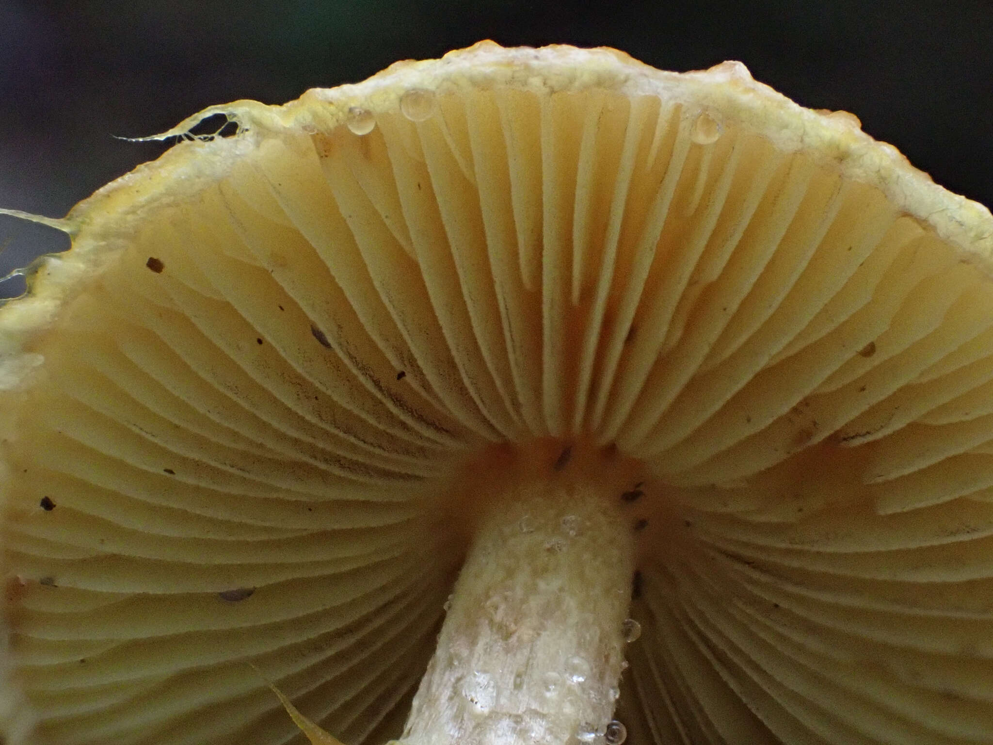 Image of Inocybe lutea Kobayasi & Hongo 1952