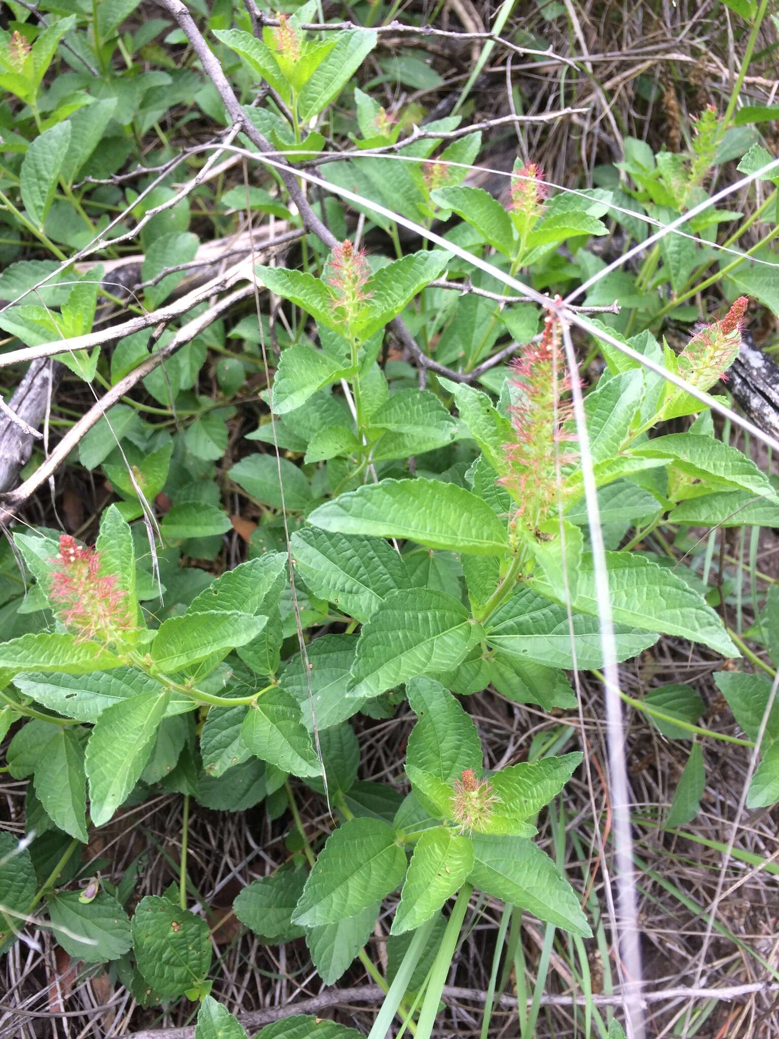 Image de Acalypha phleoides Cav.