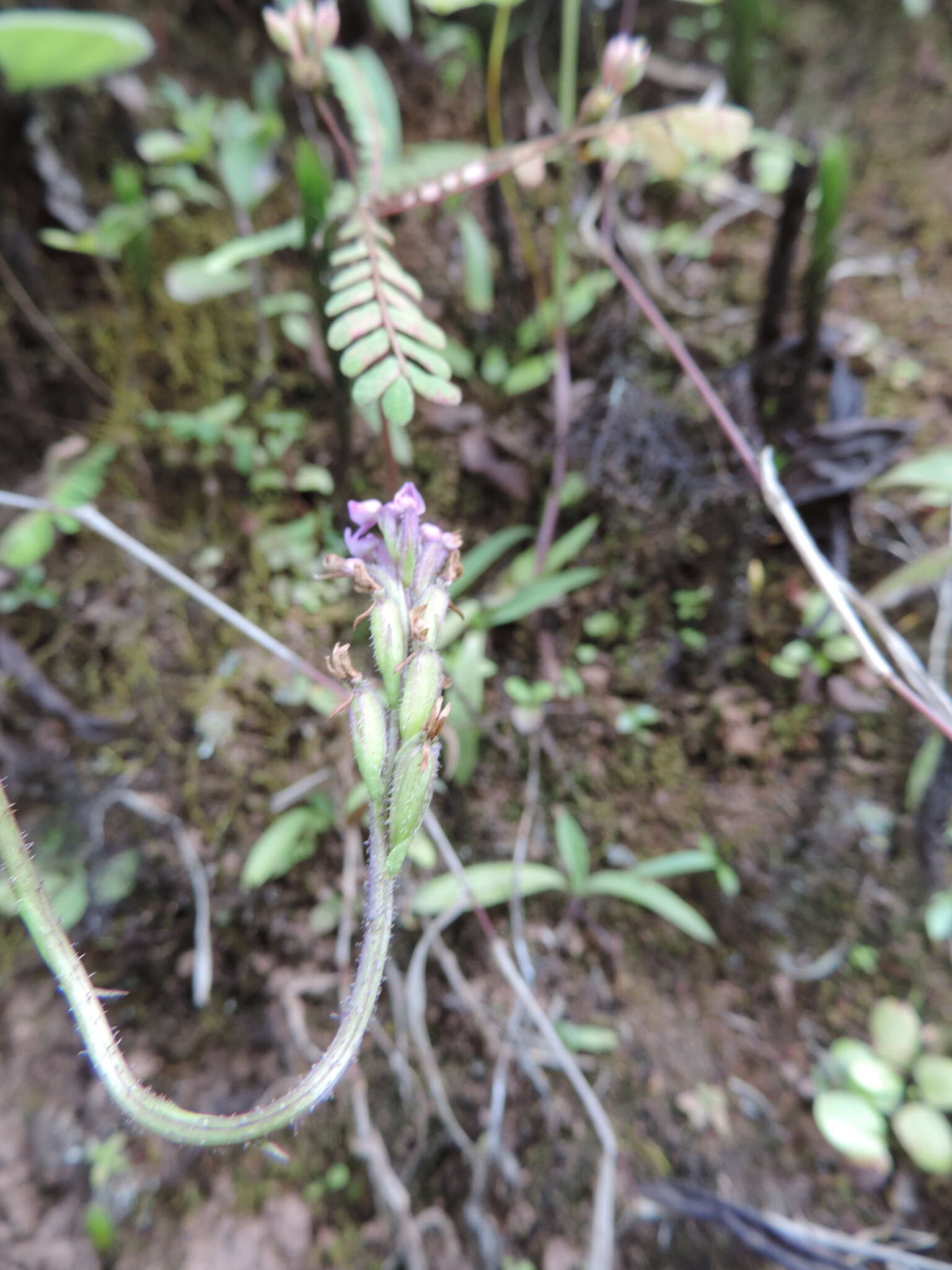 Plancia ëd Cynorkis anacamptoides Kraenzl.