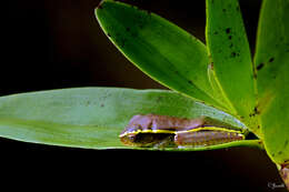 Image of Boulenger's Tree Frog