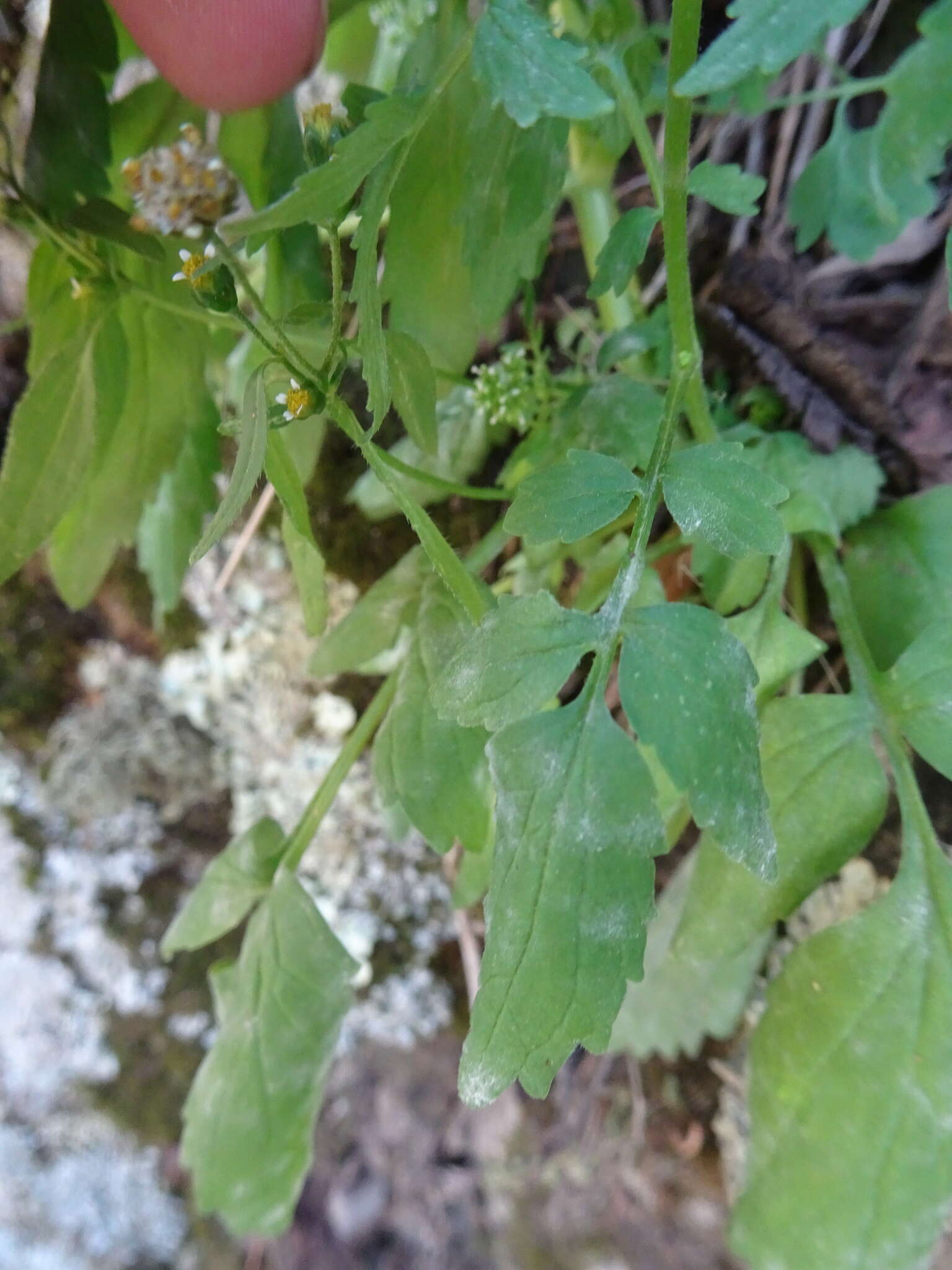 صورة Valeriana sorbifolia Kunth