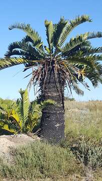 Image of Suurberg Cycad