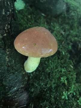 Image of Chalciporus rubinellus (Peck) Singer 1973