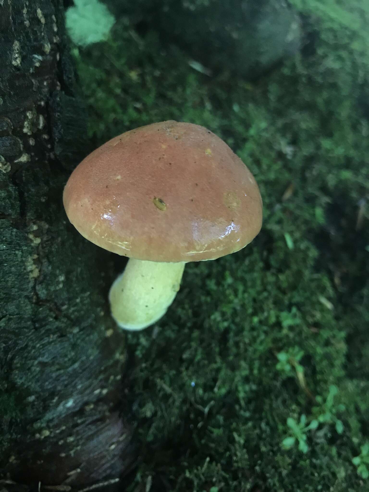 Imagem de Chalciporus rubinellus (Peck) Singer 1973